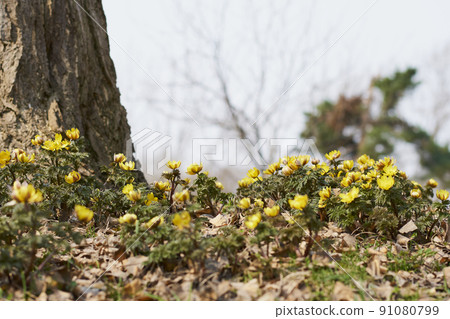 Adonis ramosa blooming in the spring park Adonis ramosa blooming in the spring park 91080799