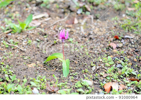 Katakuri flowers Katakuri flowers 91080964
