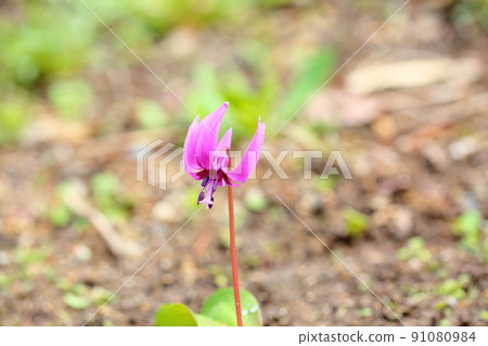 Katakuri花 91080984