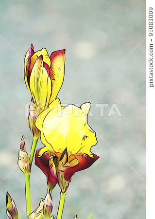Pastel-like "Hanashobu in full bloom" illustration image 91081009