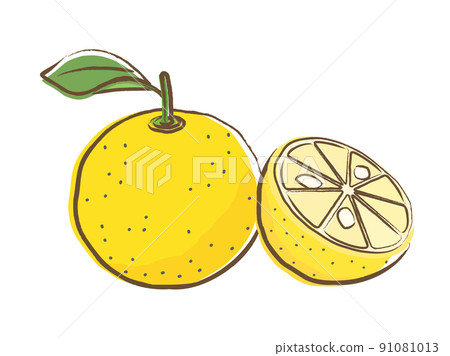 用毛筆繪製的圖畫字母風格的柚子插圖 91081013
