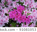 Azalea street tree 91081053