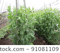 Parent of peas seedlings in the field 91081109