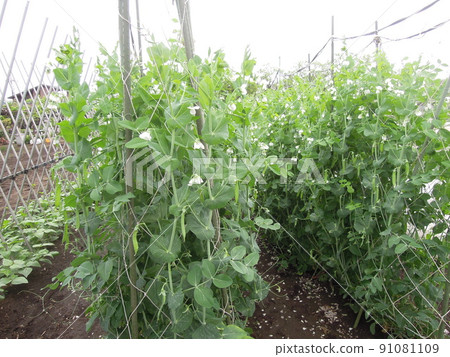 Parent of peas seedlings in the field Parent of peas seedlings in the field 91081109