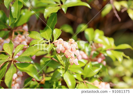 Acebi flower 91081375