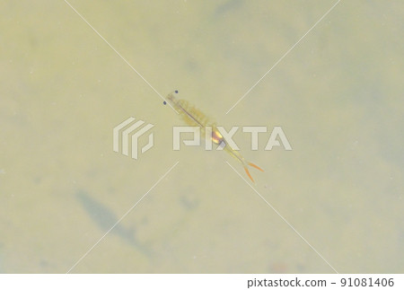 (Caution) There is no confirmation, but it is probably "Honen shrimp". 91081406