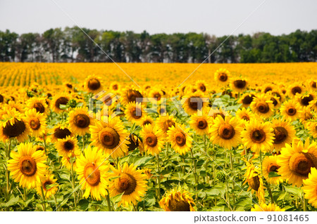 Kharkov, Ukraine. Sunflower fields with sunflower are blooming on the background of the sky on sunny days and hot weather. Sunflower is a popular field planted for vegetable oil production. 91081465