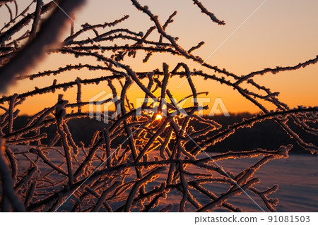 Winter atmospheric landscape with frost-covered dry plants during snowfall. Winter Christmas background 91081503