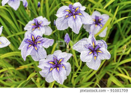 Tagajo Ruins Ayameen, full blooming irises, Tagajo City, Miyagi Prefecture 91081709