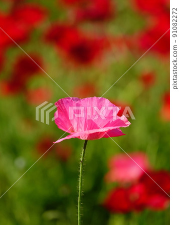 A single pink petri dish landscape vertical version A single pink petri dish landscape vertical version 91082272