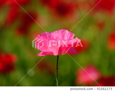 A single pink petri dish poppy 91082273