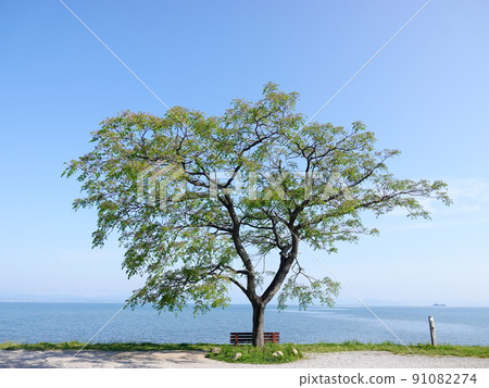 Lake Biwa Lake Biwa Lakeside Green Park One Sendan Tree Landscape 91082274