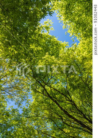 Fresh green looked up 91082448