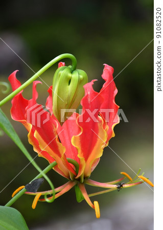 Gloriosa flower gardening Gloriosa flower gardening 91082520
