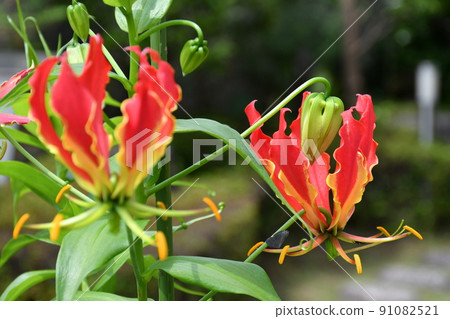 Gloriosa flower gardening 91082521