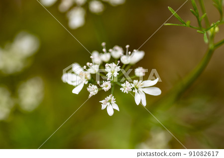 Coriander flower, coriander flower, rape blossom, coendro flower, pakuchi 91082617