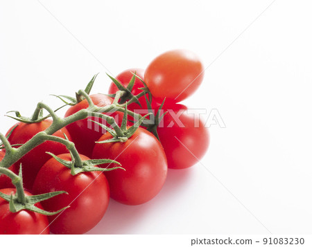 Tufted tomato Tufted tomato 91083230