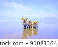 Corgi strolling along the beautiful beach 91083364