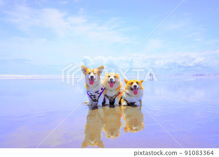 沿著美麗的海灘漫步的柯基犬 91083364