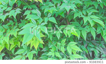 Green background with soft leaves in early summer 91083911