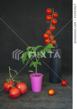 Still life with tomatoes on a branch and a seedling in a pink cup Still life with tomatoes on a branch and a seedling in a pink cup 91083927