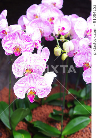 Heisei s044 91084152