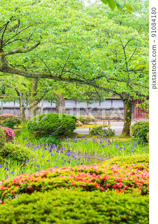一首陽光明媚的兼六園歌，美麗的綠色鳶尾花在水中綻放 | 石川縣金澤市 91084180