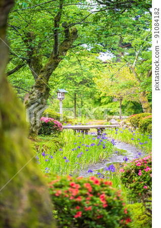 一首陽光明媚的兼六園歌，美麗的綠色鳶尾花在水中綻放 | 石川縣金澤市 91084182