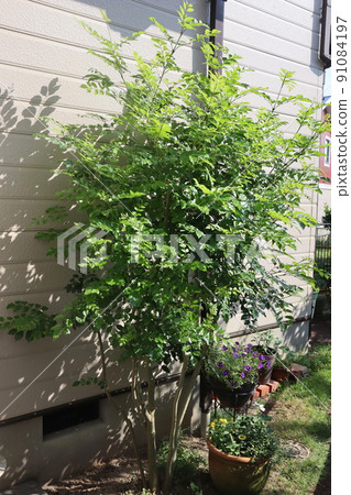 格里菲斯在花園裡的灰燼 91084197