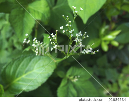 三葉花 三葉 調味品花葉 91084384