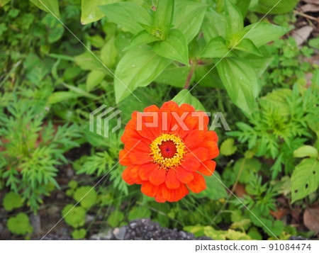 直接從上面採取的紅色花 直接從上面採取的紅色花 91084474