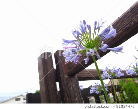 紫花 紫花 91084475