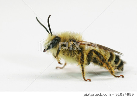 Closeup on a hairy male Pantaloon bee, Dasypoda hirtipes ona white background 91084999