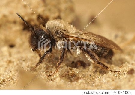 Closeup on a female Dawn mining bee, Andrena nycthmera, on the ground Closeup on a female Dawn mining bee, Andrena nycthmera, on the ground 91085003