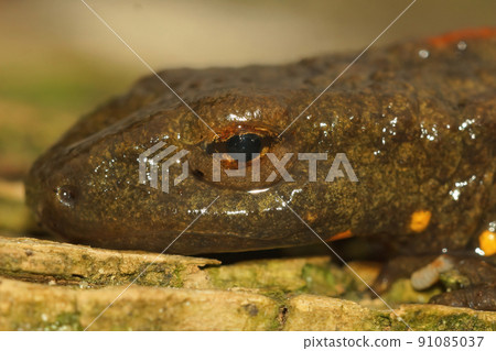 Paramesotriton chinensis 91085037