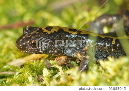 Closeup on the head of a longtoed salamander,Ambystoma macrodactylum from Oregon 91085045
