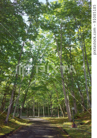 Forest_函館大沼王子大飯店 91085185