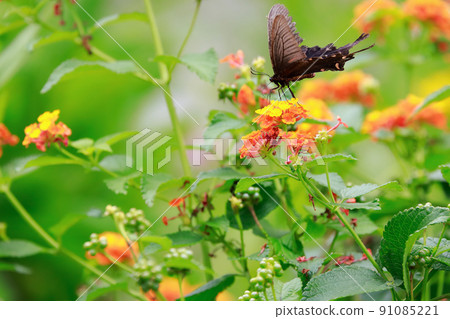 Butterflies perching on Rudbeckia 91085221