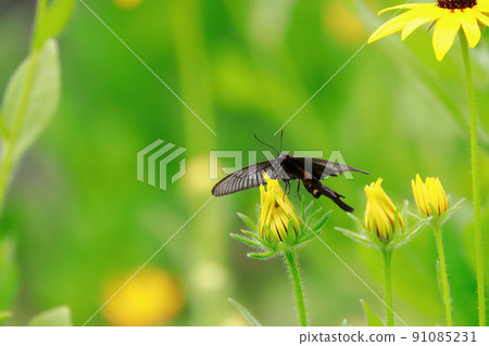 Butterflies perching on Rudbeckia 91085231
