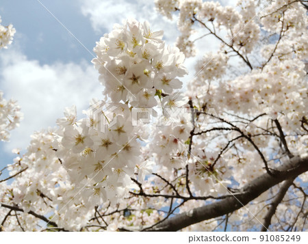 櫻花和天空 櫻花和天空 91085249