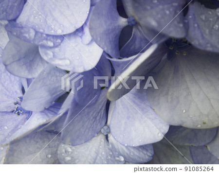 雨季盛開的繡球花 91085264