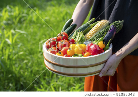 Colorful vegetables Vegetable set Colorful vegetables Vegetable set 91085348
