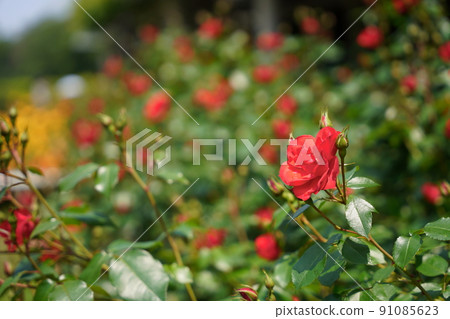 Red rose flowers in Ichikawa Zoo and Botanical Garden 91085623