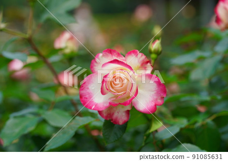 Red rose flowers in Ichikawa Zoo and Botanical Garden Red rose flowers in Ichikawa Zoo and Botanical Garden 91085631