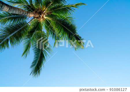 coconut palm tree with empty sky 91086127