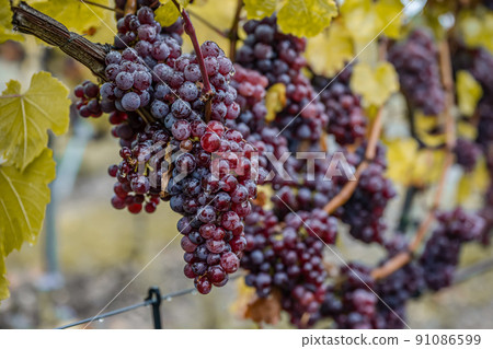 Red Wine grapes ready for harvest Region Moselle River Winningen Germany Red Wine grapes ready for harvest Region Moselle River Winningen Germany 91086599
