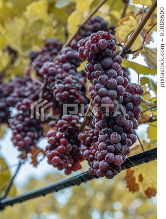 Red Wine grapes ready for harvest Region Moselle River Winningen Germany Red Wine grapes ready for harvest Region Moselle River Winningen Germany 91086600
