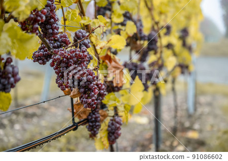 Red Wine grapes ready for harvest Region Moselle River Winningen Germany 91086602