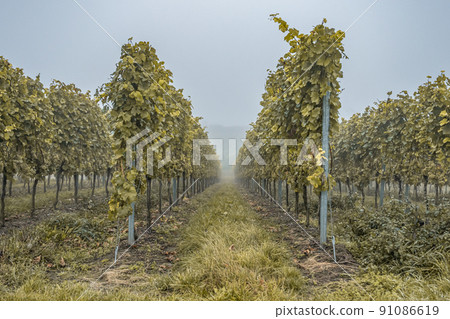 white Wine grapes fall morning mist ready for harvest Region Moselle River Winningen Germany 91086619