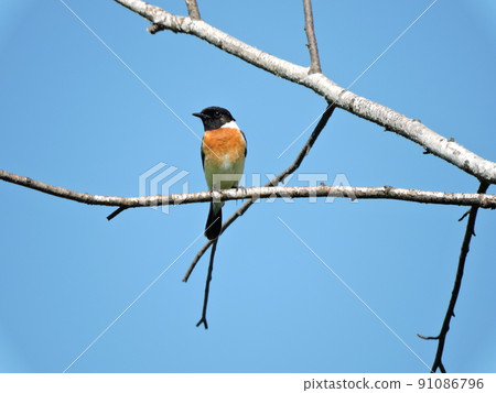 Saxicola rubicola 91086796